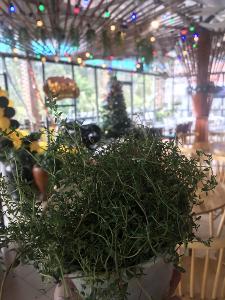 Trang trại heo rừng Đà Lạt – Tam Anh Farm