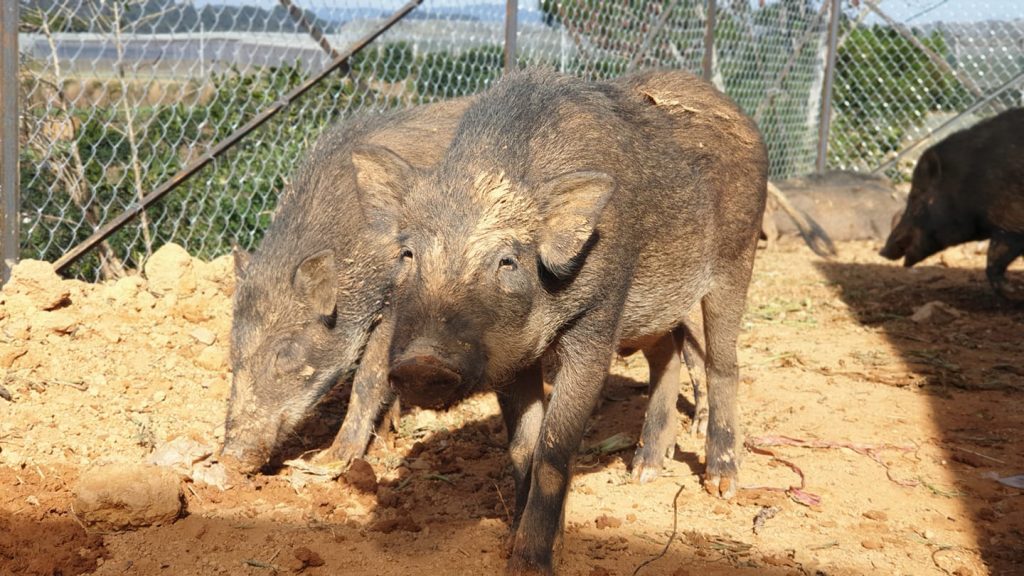 Trang trại heo rừng Đà Lạt – Tam Anh Farm