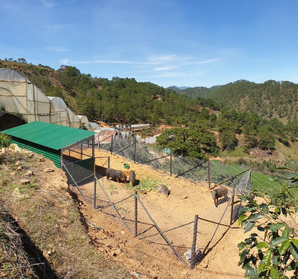 Trang trại heo rừng Đà Lạt – Tam Anh Farm