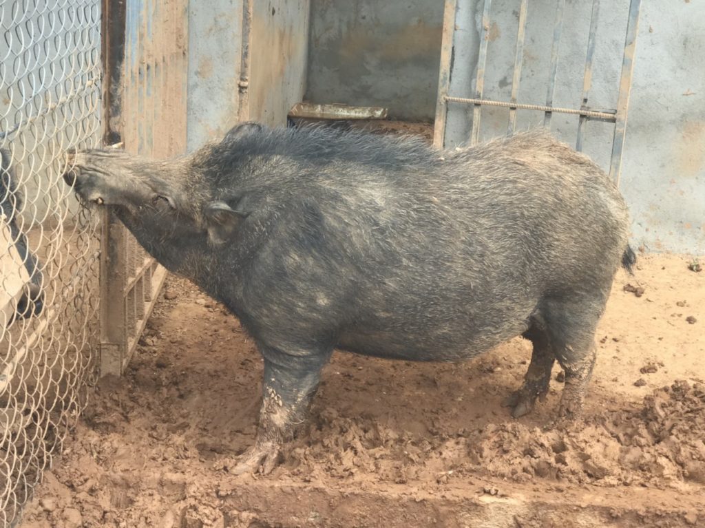 Trang trại heo rừng Đà Lạt – Tam Anh Farm