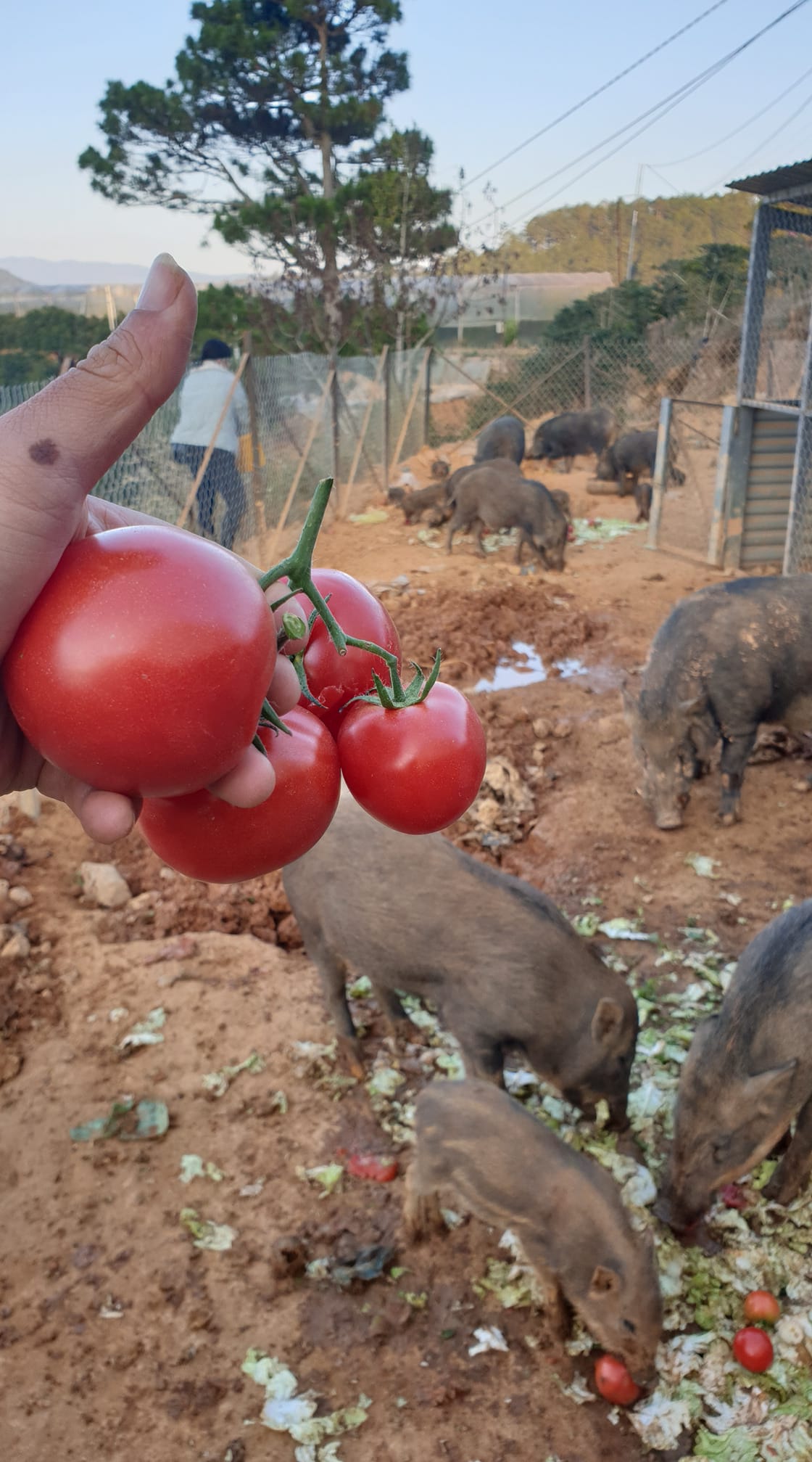 Quy trình chăn nuôi heo rừng Đà Lạt - Tam Anh Farm