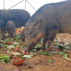 Quy trình nuôi heo rừng Đà Lạt tại Tam Anh Farm -01