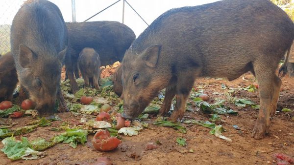 Quy trình nuôi heo rừng Đà Lạt tại Tam Anh Farm -01