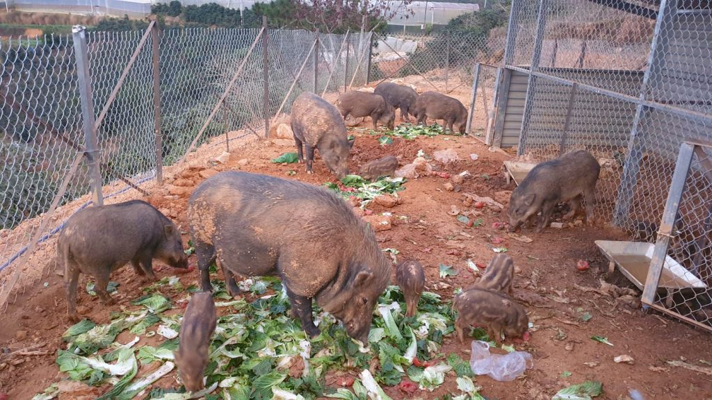 Trang trại heo rừng Đà Lạt – Tam Anh Farm